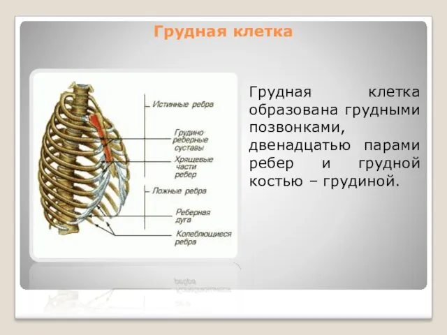 Грудная клетка Грудная клетка образована грудными позвонками, двенадцатью парами ребер и грудной костью – грудиной.