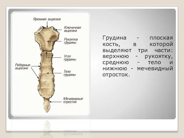 Грудина - плоская кость, в которой выделяют три части: верхнюю