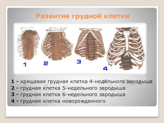 Развитие грудной клетки 1 - хрящевая грудная клетка 4-недельного зародыша