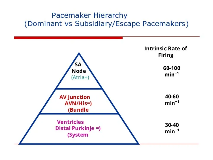 Pacemaker Hierarchy (Dominant vs Subsidiary/Escape Pacemakers) SA Node (+Atria) AV