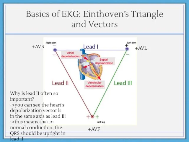 Basics of EKG: Einthoven’s Triangle and Vectors +AVR +AVL +AVF