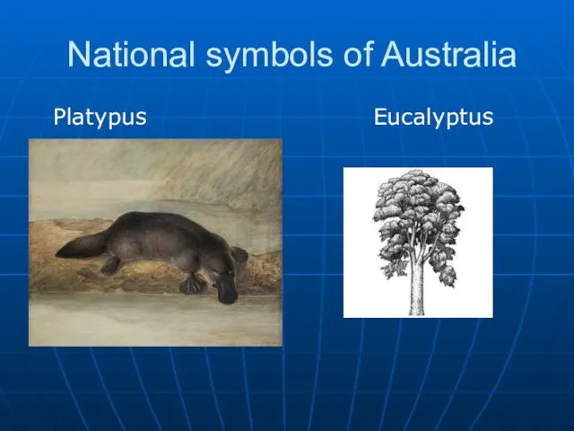 National symbols of Australia Platypus Eucalyptus