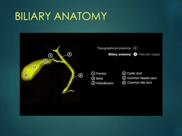 BILIARY ANATOMY