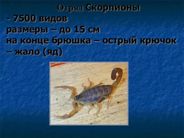Отряд Скорпионы - 7500 видов размеры – до 15 см