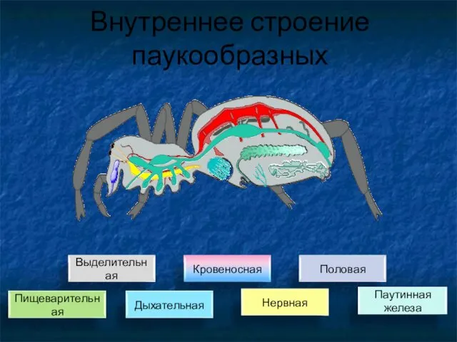 Внутреннее строение паукообразных