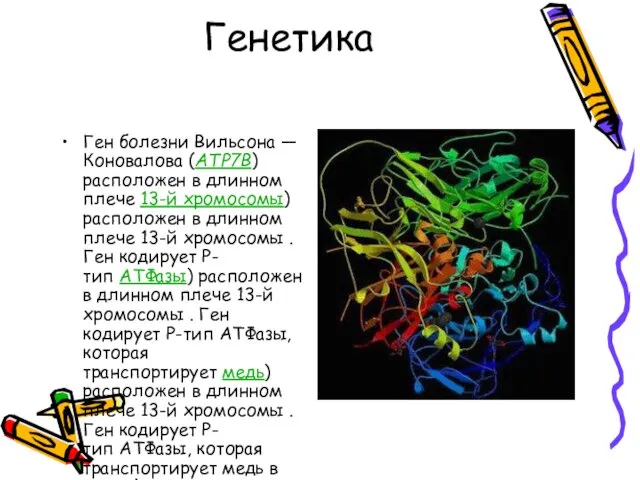 Генетика Ген болезни Вильсона — Коновалова (ATP7B) расположен в длинном плече 13-й хромосомы)
