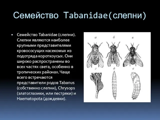 Семейство Тabanidae(слепни) Семейство Tabanidae (слепни). Слепни являются наиболее крупными представителями