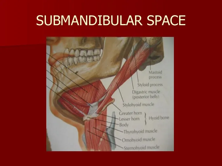 SUBMANDIBULAR SPACE