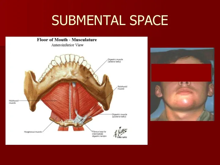 SUBMENTAL SPACE