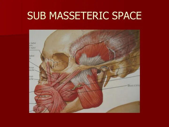 SUB MASSETERIC SPACE