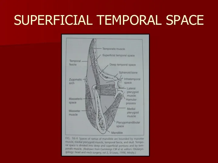 SUPERFICIAL TEMPORAL SPACE