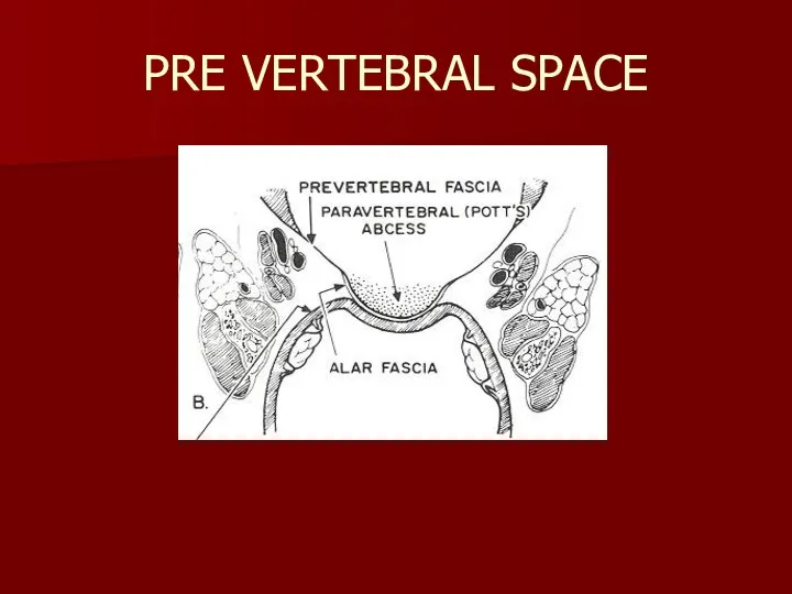 PRE VERTEBRAL SPACE