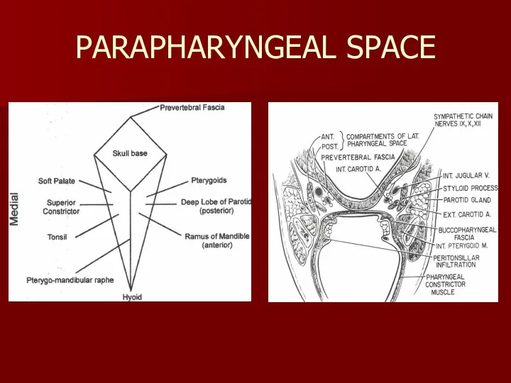 PARAPHARYNGEAL SPACE