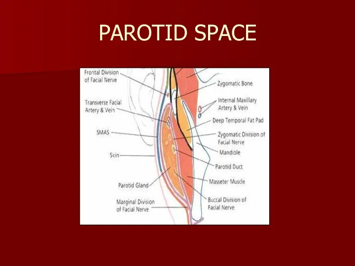 PAROTID SPACE