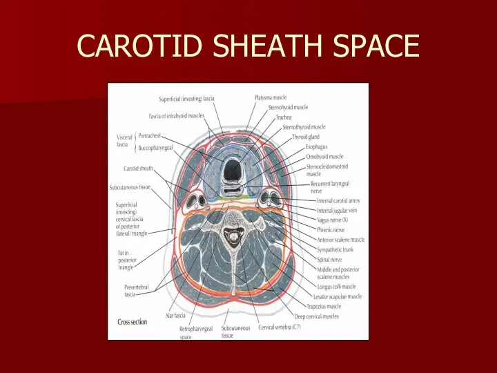 CAROTID SHEATH SPACE