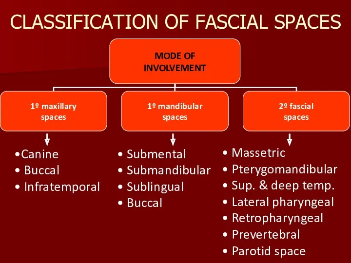 CLASSIFICATION OF FASCIAL SPACES Canine Buccal Infratemporal