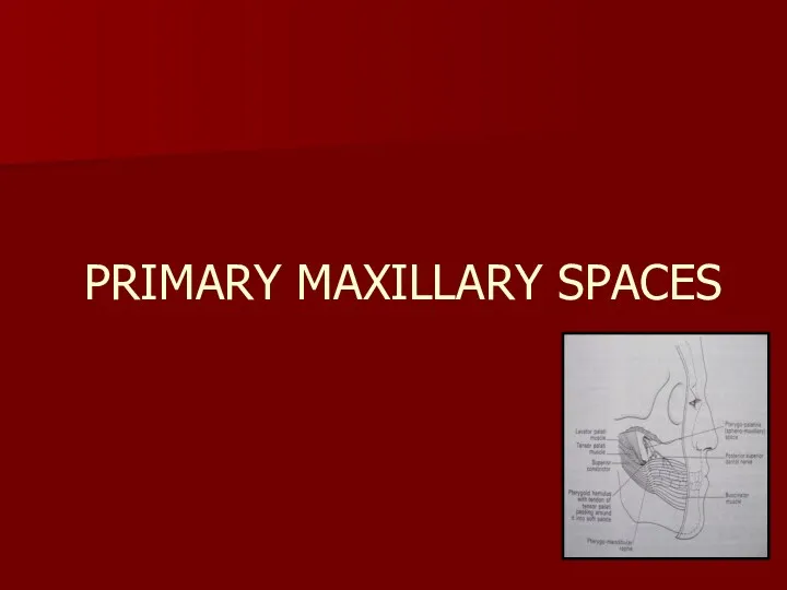 PRIMARY MAXILLARY SPACES