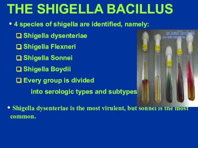 THE SHIGELLA BACILLUS 4 species of shigella are identified, namely: