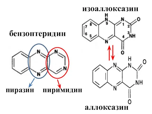 бензоптеридин изоаллоксазин пиразин пиримидин аллоксазин