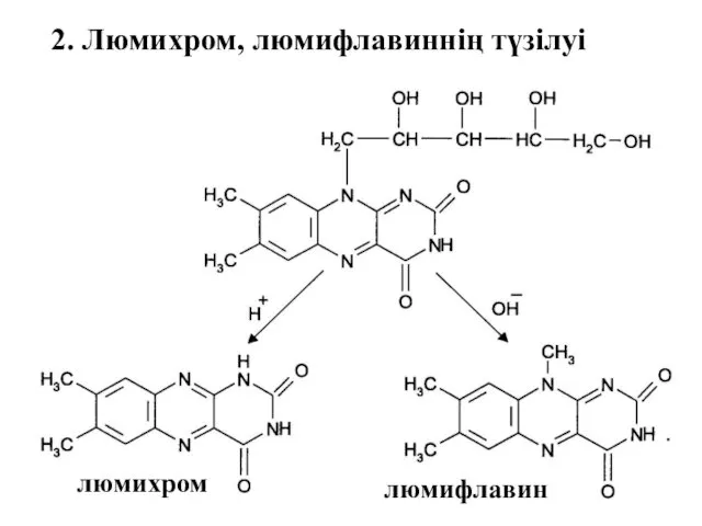 люмихром люмифлавин 2. Люмихром, люмифлавиннің түзілуі