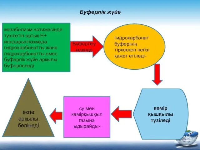 Буферлік жүйе метаболизм нәтижесінде түзілетін артық Н+ иондарыплазмада гидрокарбонатты және