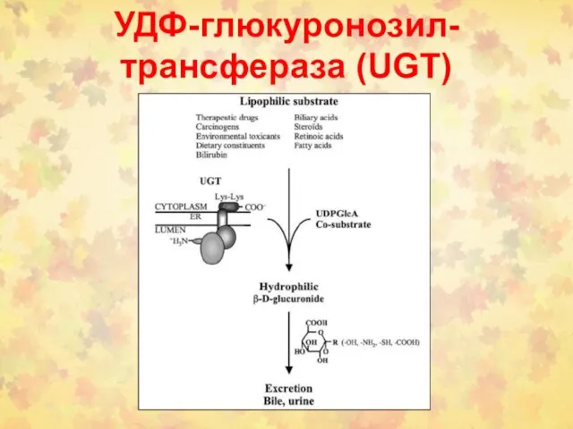 УДФ-глюкуронозил-трансфераза (UGT)