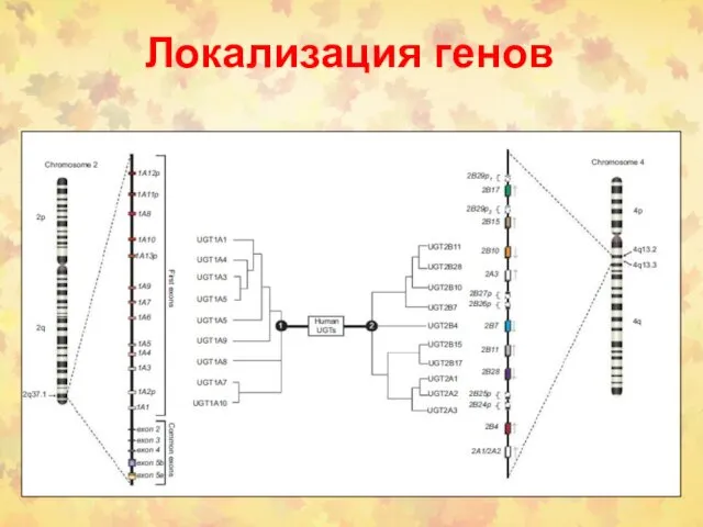 Локализация генов