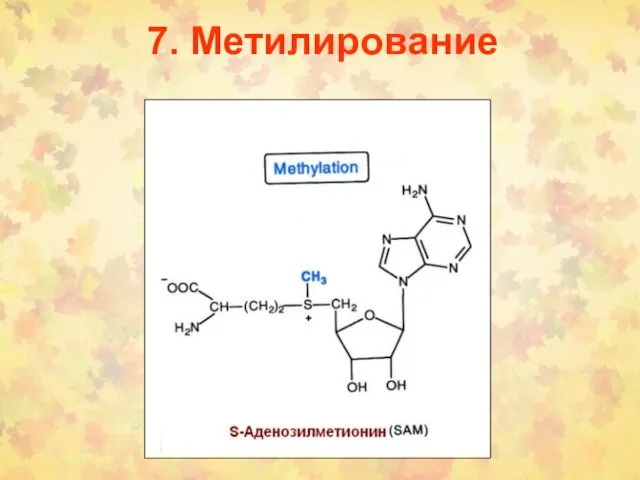 7. Метилирование