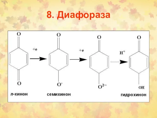 8. Диафораза