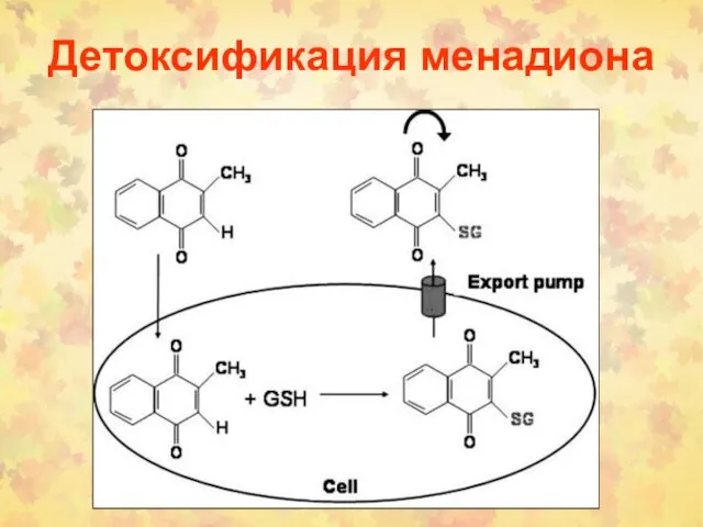 Детоксификация менадиона