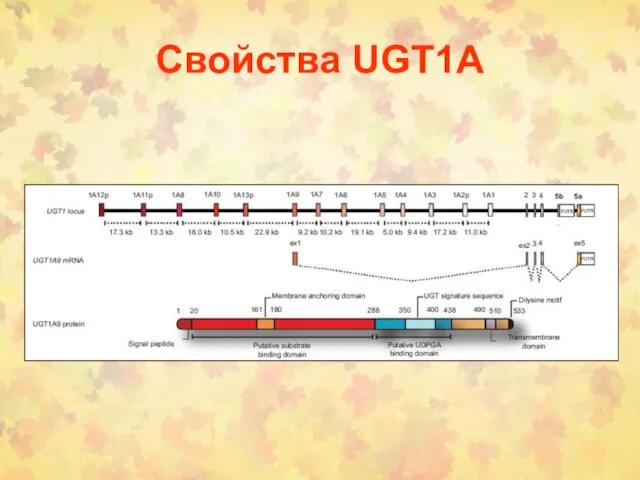 Свойства UGT1А