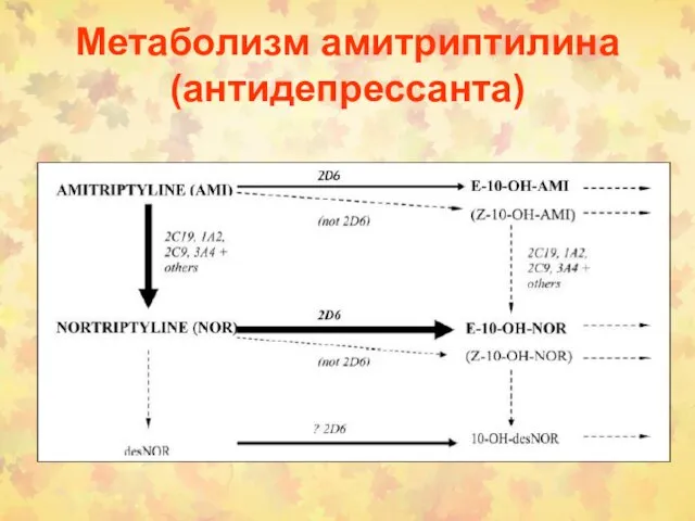 Метаболизм амитриптилина (антидепрессанта)