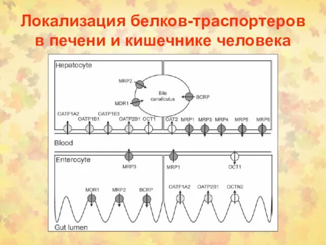 Локализация белков-траспортеров в печени и кишечнике человека