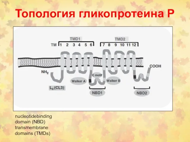 Топология гликопротеина Р nucleotidebinding domain (NBD) transmembrane domains (TMDs)