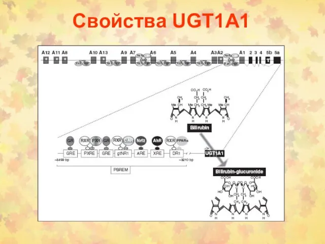 Свойства UGT1А1