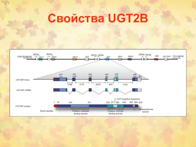 Свойства UGT2B