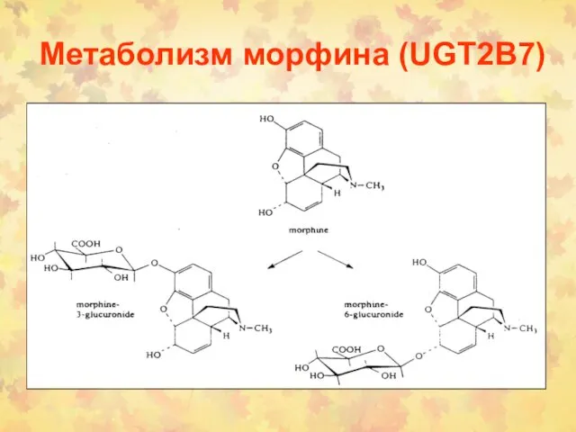 Метаболизм морфина (UGT2B7)