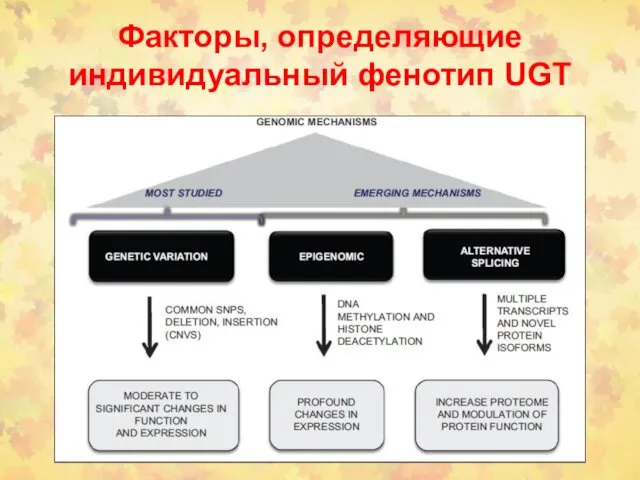 Факторы, определяющие индивидуальный фенотип UGT