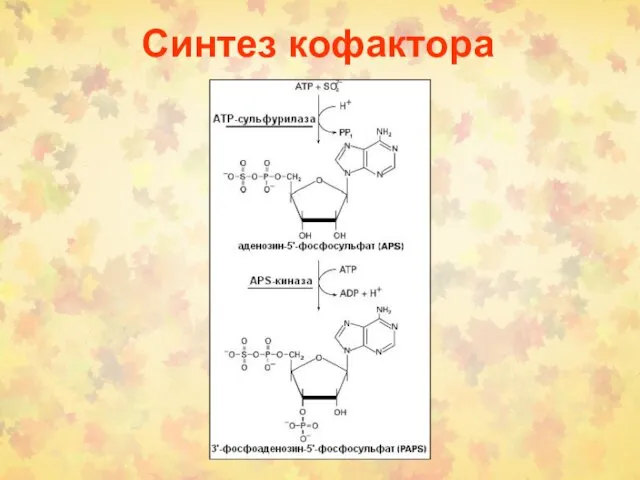 Синтез кофактора