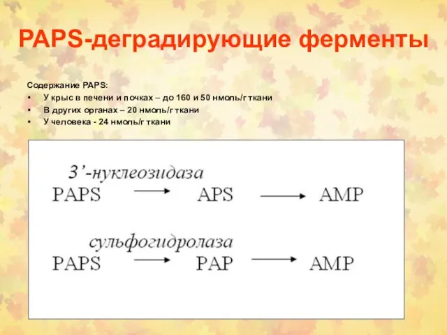 PAPS-деградирующие ферменты Содержание PAPS: У крыс в печени и почках