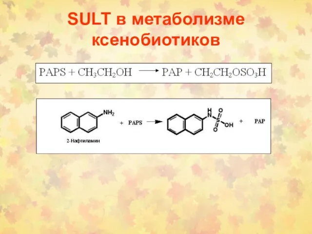 SULT в метаболизме ксенобиотиков