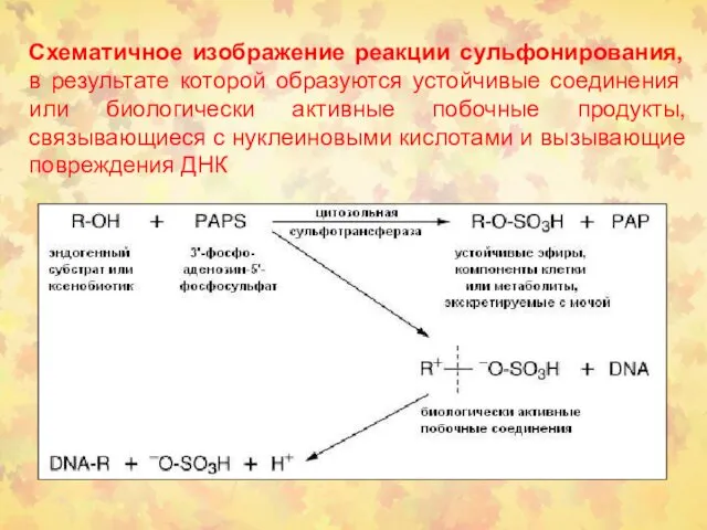 Схематичное изображение реакции сульфонирования, в результате которой образуются устойчивые соединения