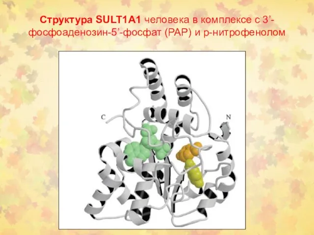 Структура SULT1A1 человека в комплексе с 3’-фосфоаденозин-5’-фосфат (PAP) и р-нитрофенолом