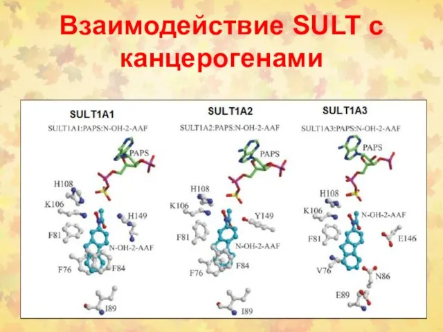 Взаимодействие SULT c канцерогенами