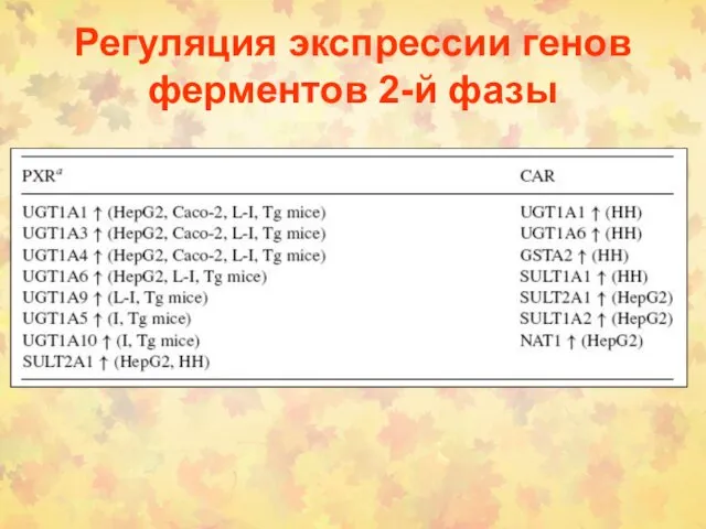 Регуляция экспрессии генов ферментов 2-й фазы