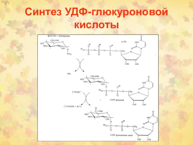 Синтез УДФ-глюкуроновой кислоты