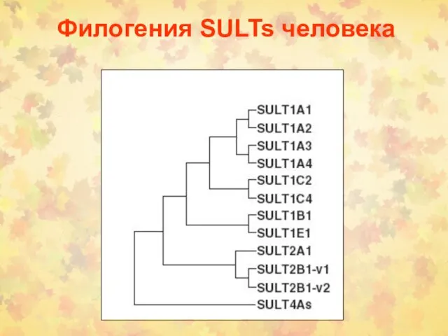 Филогения SULTs человека