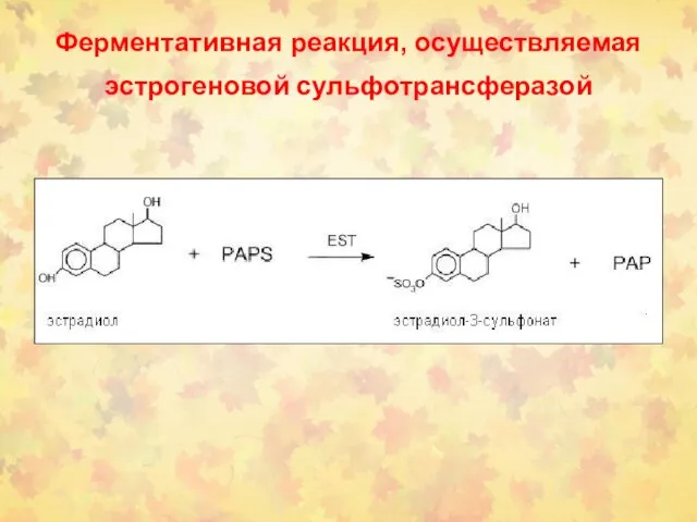 Ферментативная реакция, осуществляемая эстрогеновой сульфотрансферазой