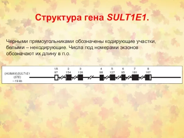 Структура гена SULT1E1. Черными прямоугольниками обозначены кодирующие участки, белыми –