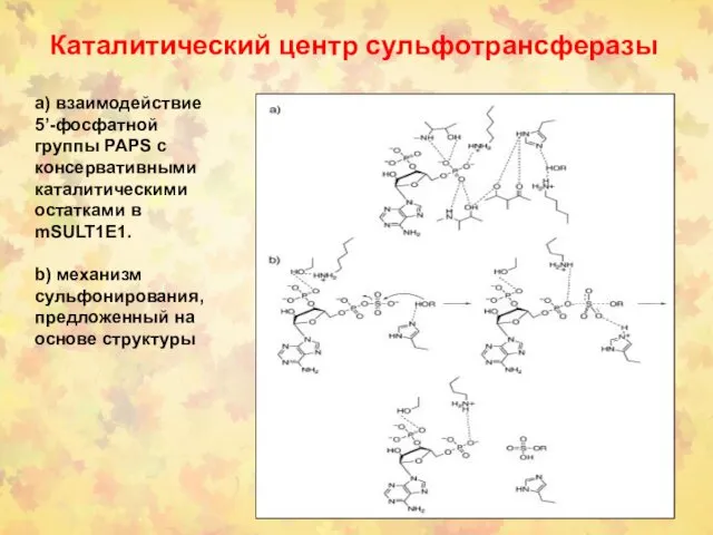 Каталитический центр сульфотрансферазы а) взаимодействие 5’-фосфатной группы PAPS с консервативными